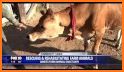 Merge Farm : Animal Rescue related image