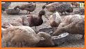 Duck Rearing related image