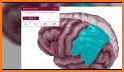 Anatomy Quiz - Free Physiology & Anatomy App related image