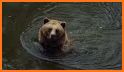 Innocent Brown Bear Escape related image