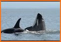 Center for Whale Research related image