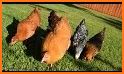 Backyard Chickens related image