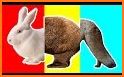 Memory Game - Animals related image