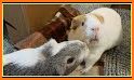 Guinea Pig Communicator related image
