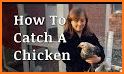 Catch The Chicken related image