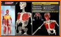 Muscle | Skeleton - 3D Anatomy related image