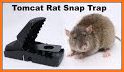 Mouse Traps Cat related image