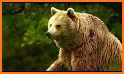The Bear videos without internet related image