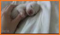 Puppy Newborn Baby related image