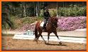 USDF: Your Dressage Connection related image
