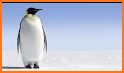 Penguin Waddle related image