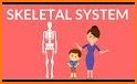 Our Skeletal System related image