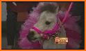 Pixie the Pony - My Mini Horse related image