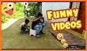 How To Use Short Funny Video Creator. related image