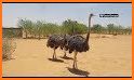 Ostrich Social - Connect with  related image