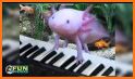 Axolotl Pet related image
