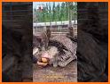 Animal Egg Rush related image