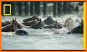 Chincoteague Pony Names related image