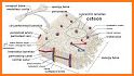 Human Anatomy and Physiology: Bones and Organs related image