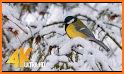 Winter Nature related image