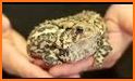 How to Take Care of Reptiles & Amphibians related image