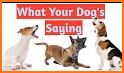 Bark Translator : How to understand your dog related image