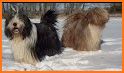 Bearded Collie related image