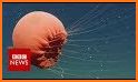 Deep Sea - Rise of the jellyfish related image