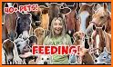 Feeding Animals related image