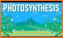 Photo Synthesis related image