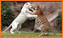 White Tiger related image