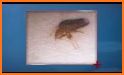Bedbugs Disease related image