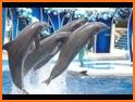 Dolphin Water Show related image