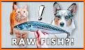 Fish Food for Cats related image
