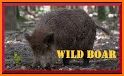 WildBoar Sounds - Wild Boar Calls for Hunting related image