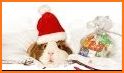 Talking Animals - Christmas Edition related image