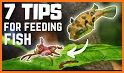 Advices Fish Feed & Grow Tips related image
