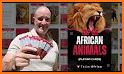 Animal Cards related image