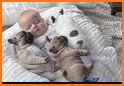 Baby Pet Labrador Care Puppy Nanny Daycare related image