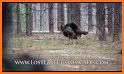 Turkey hunting calls: Hunting sounds Mating calls. related image