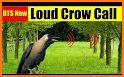 Crow Calls HD related image