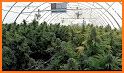 Cannabis Farm related image
