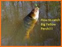 Perch related image