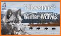 Yellowstone Wolves 2020 related image