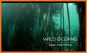 Ocean Forests related image