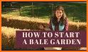 Straw Bale Gardens related image