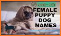 Dogname - find it together related image