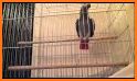 African grey parrot ringtones related image