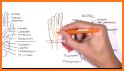 Orthopedic Anatomy related image