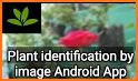 PlantNet Plant Identification related image
